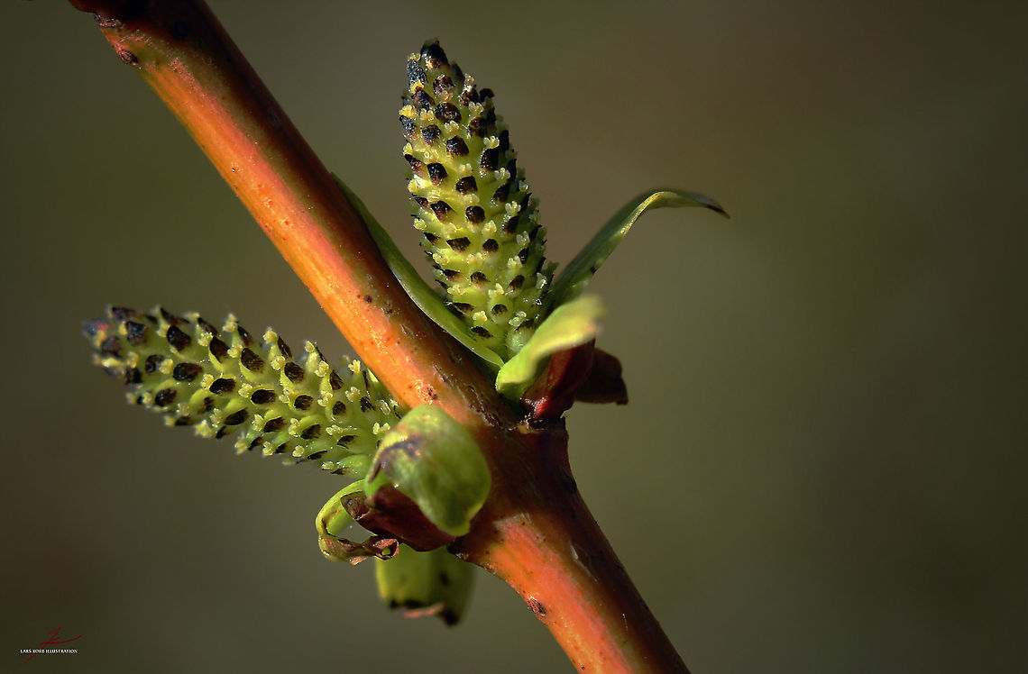 Salix integra  Flora,Macro,Salix integra,shrubs