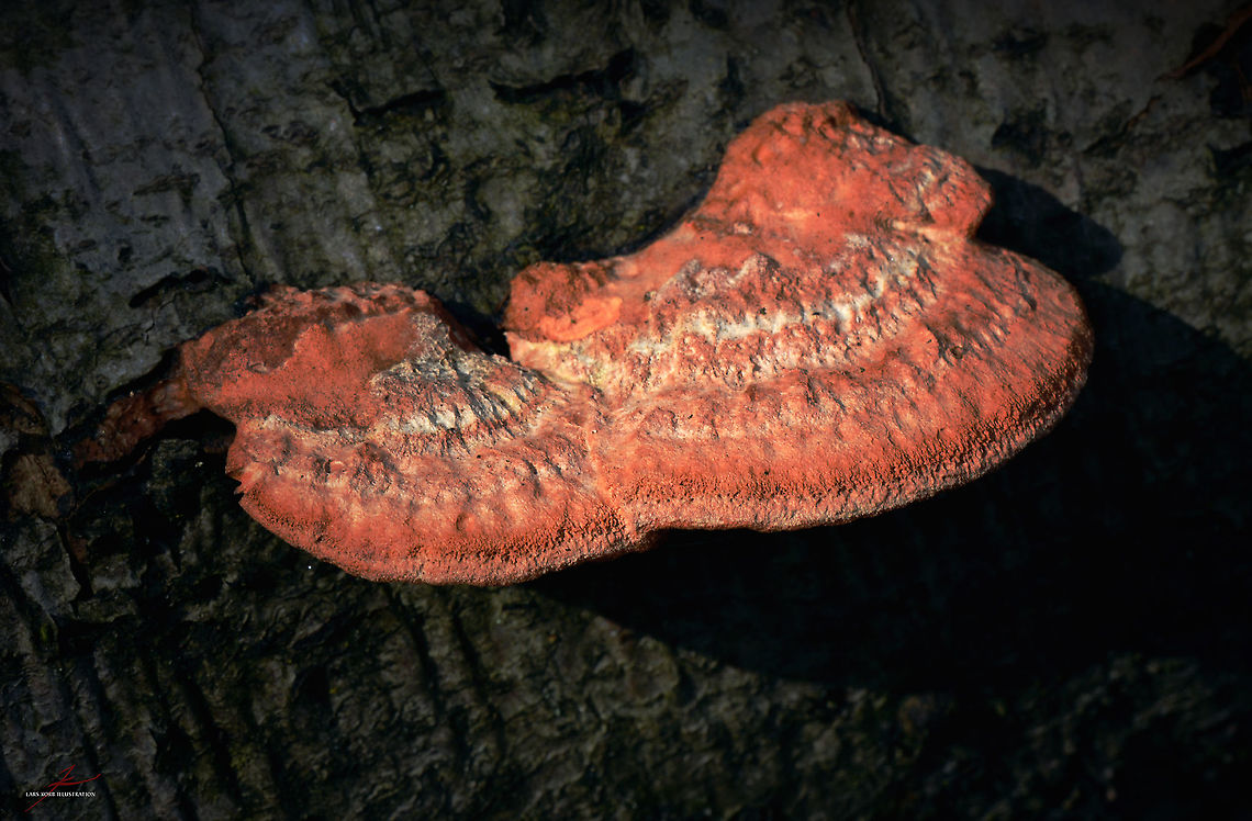 Pycnoporus cinnabarinus  Cinnabar Polypore,Fungi,Macro,Pycnoporus cinnabarinus