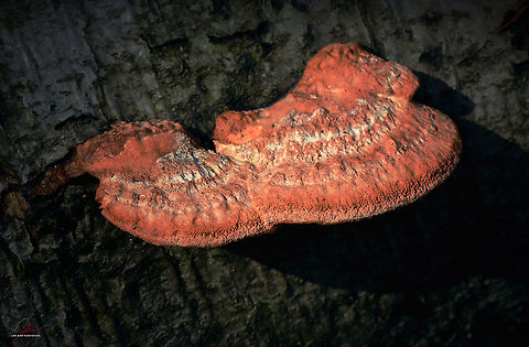 Pycnoporus cinnabarinus  Cinnabar Polypore,Fungi,Macro,Pycnoporus cinnabarinus