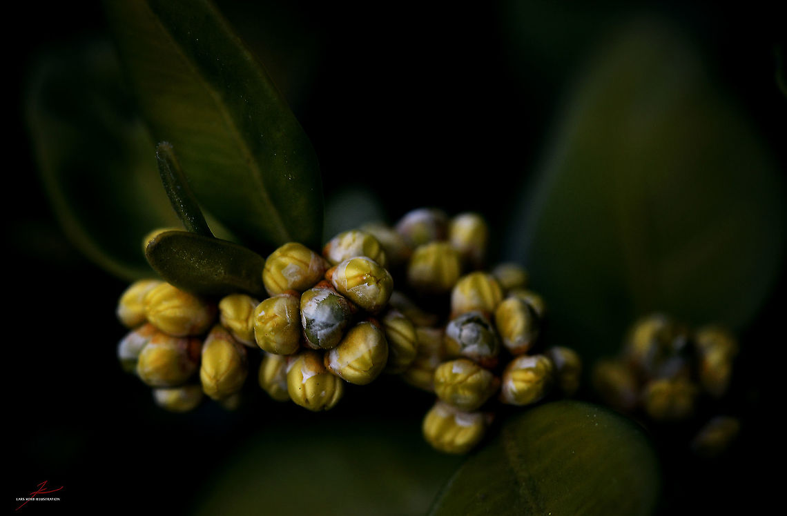 Buxus sempervirens  Buxus sempervirens,Flora,Macro,seeds,shrubs