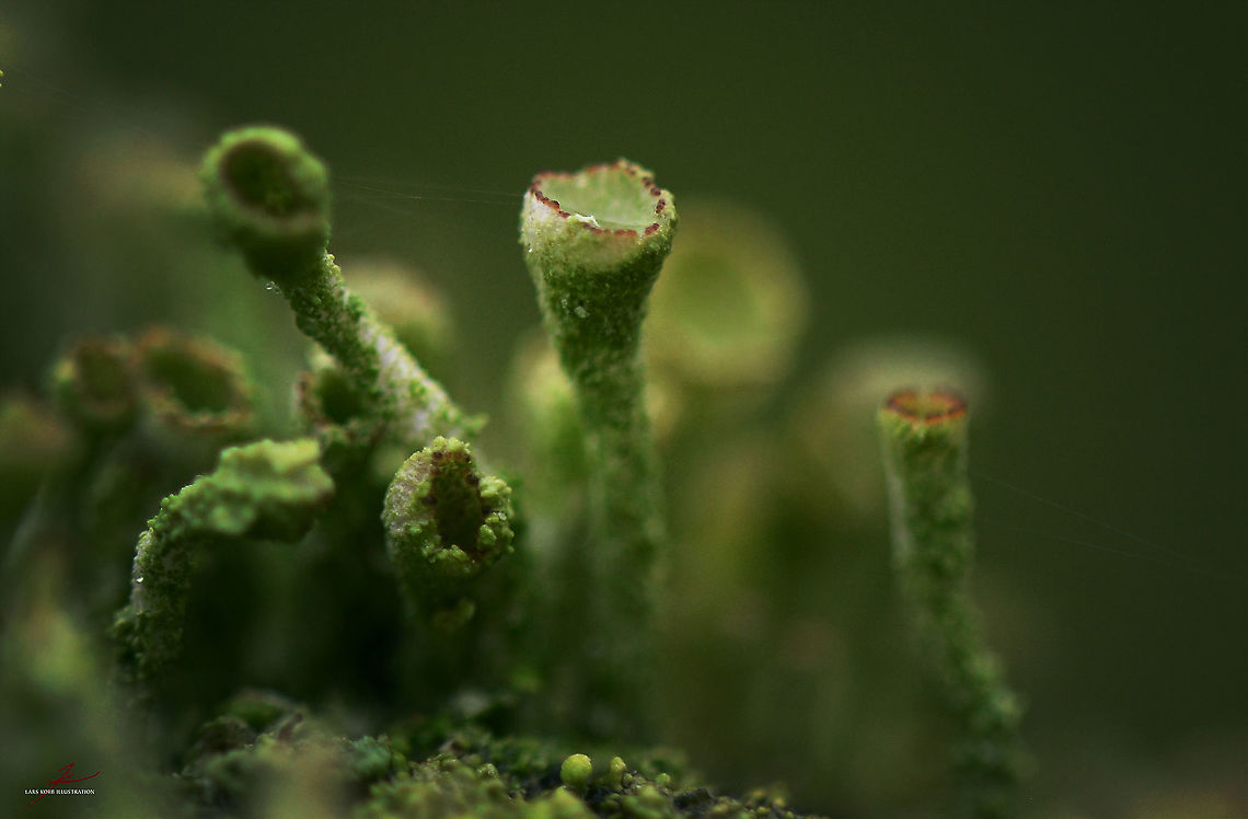 Cladonia fimbriata  Cladonia fimbriata,Lichen,Macro