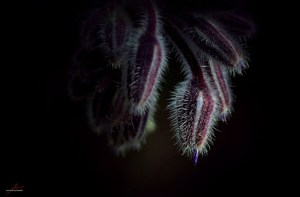 Borago officinalis  Borage,Borago officinalis,Flora,Macro,bloom,buds,edible