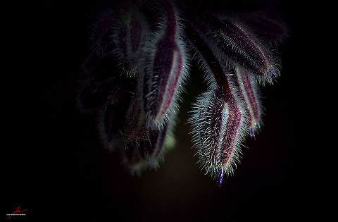 Borago officinalis  Borage,Borago officinalis,Flora,Macro,bloom,buds,edible