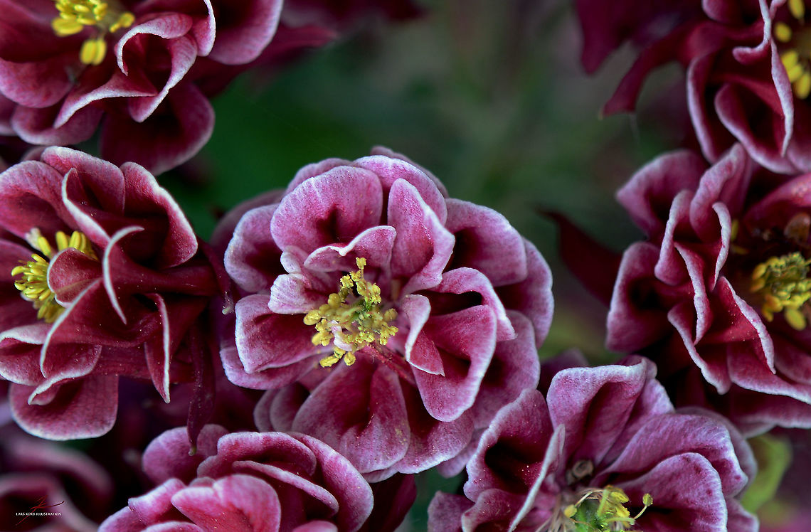 Aquilegia sp.  Flora,Flowers,Macro,bloom,blossom
