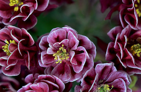 Aquilegia sp.  Flora,Flowers,Macro,bloom,blossom