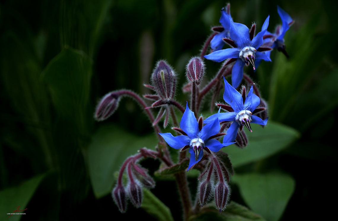 Borago officinalis  Borage,Borago officinalis,Flora,Flowers,bloom,blossom