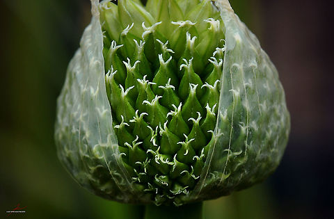 Allium fistulosum  Allium fistulosum,Flora,Flowers,Macro,Welsh onion,bloom,blossom,edible