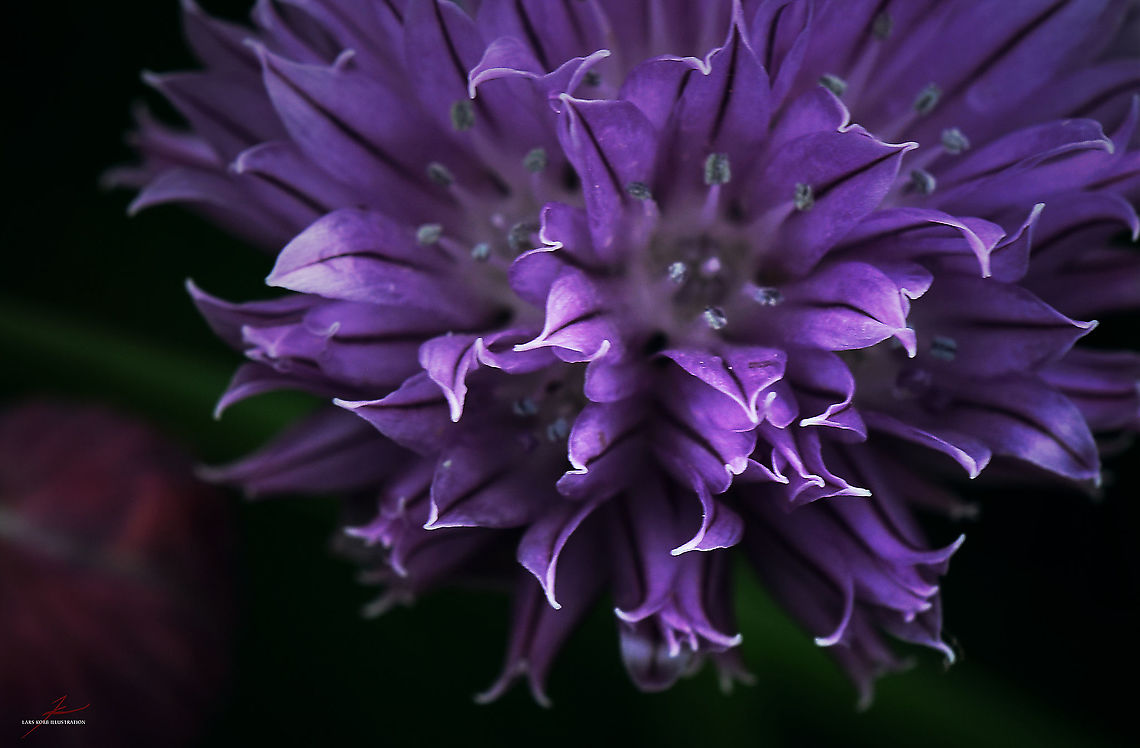 Allium schoenoprasum  Allium schoenoprasum,Chives,Flora,Flowers,Macro,bloom,blossom,edible