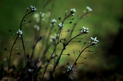 Capsella bursa-pastoris  Capsella bursa-pastoris,Flora,Flowers,Macro,Shepherds Purse