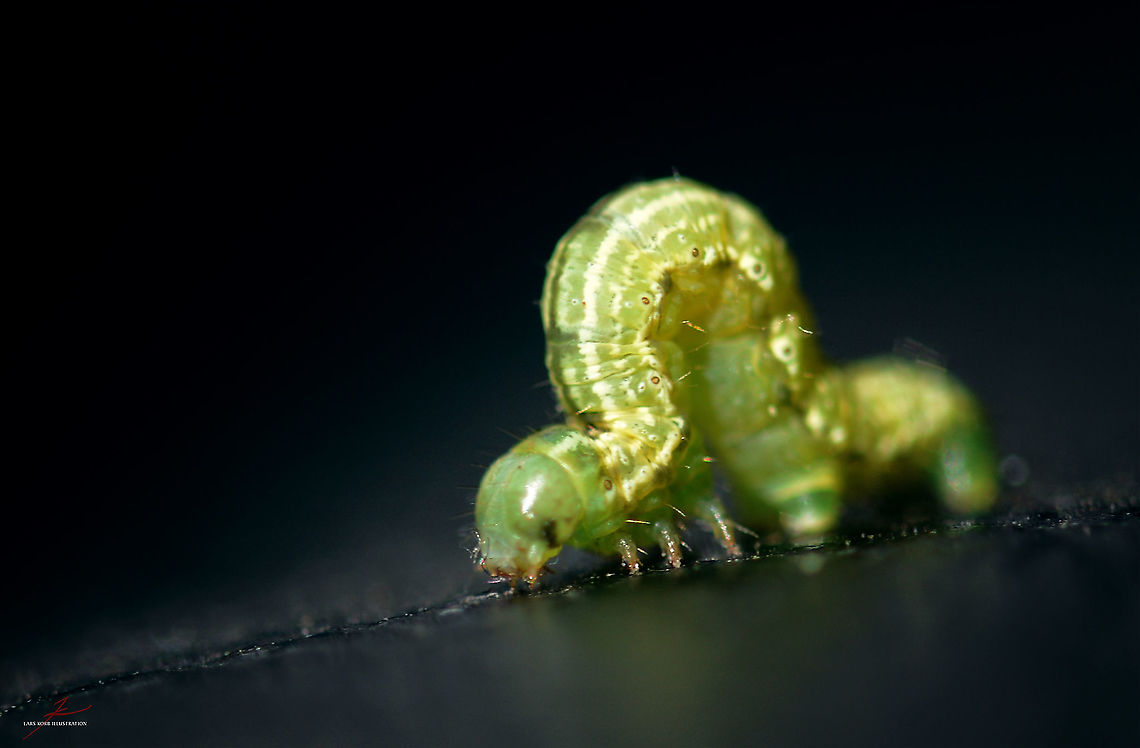 Operophtera brumata  Arthropods,Caterpillar,Insects,Macro,Operophtera brumata,Winter moth,butterflies,fauna