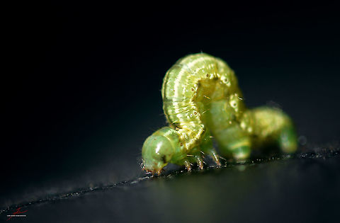 Operophtera brumata  Arthropods,Caterpillar,Insects,Macro,Operophtera brumata,Winter moth,butterflies,fauna