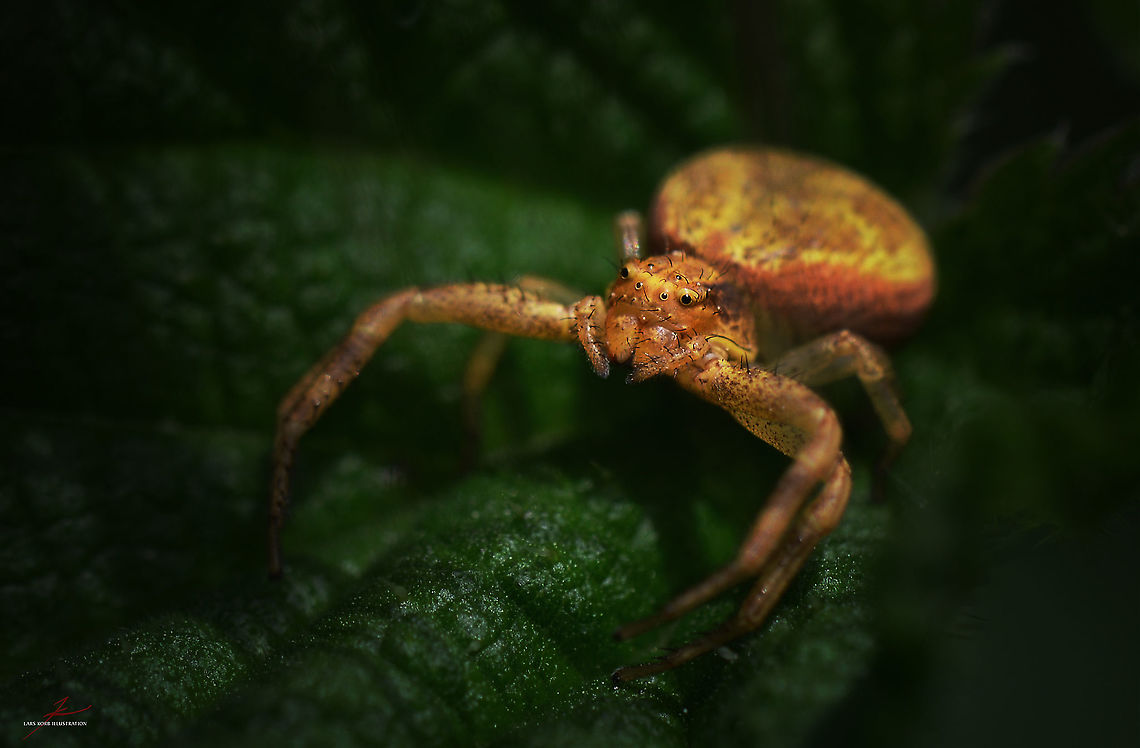 Xysticus lanio  Arthropods,Insects,Macro,Spiders,Xysticus lanio,crab spiders