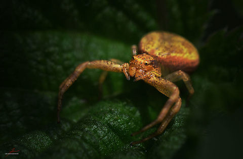 Xysticus lanio  Arthropods,Insects,Macro,Spiders,Xysticus lanio,crab spiders