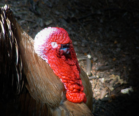 natural beauty? This photo was taken with a old Fuji Coolpix S304.
For its money it was a great camera at that time.
The photo was taken in a farm ( IVN) in our village
I like the structure and color of his skin Geotagged,Meleagris gallopavo,The Netherlands,Wild Turkey