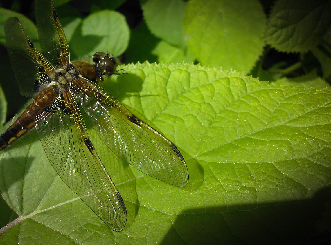 Libellula  Flying in our garden, a beautiful prehistoric fly.<br />
Million years ago a 100 times bigger I think.<br />
Photo shoot whit a Samsung 3 mega pixel mobile phone! Broad-bodied Chaser,Common Whitetail,Four-spotted Chaser,Geotagged,Libellula depressa,Libellula lydia,Libellula quadrimaculata,Palpares libelluloides,The Netherlands