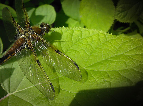 Libellula  Flying in our garden, a beautiful prehistoric fly.
Million years ago a 100 times bigger I think.
Photo shoot whit a Samsung 3 mega pixel mobile phone! Broad-bodied Chaser,Common Whitetail,Four-spotted Chaser,Geotagged,Libellula depressa,Libellula lydia,Libellula quadrimaculata,Palpares libelluloides,The Netherlands