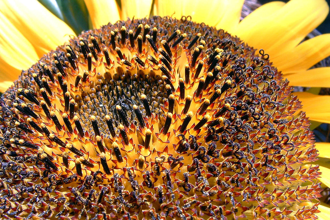 let the sun shine! It was a contest who could grow the largest sun flower in the garden with my colleagues.<br />
I won the contest with 3.60 meters long.<br />
photo was shot with my old fuji coolpix in macro. Helianthus annuus,Sunflower