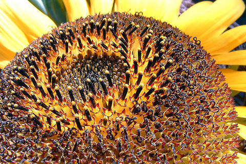 let the sun shine! It was a contest who could grow the largest sun flower in the garden with my colleagues.
I won the contest with 3.60 meters long.
photo was shot with my old fuji coolpix in macro. Helianthus annuus,Sunflower