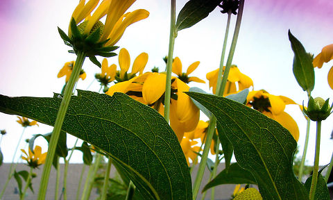 leaves can be beautiful too The flowers are waiting for the sun and the petals will go open, when the sun is gone they will close. Great details on the back of the leaves. Leaves,Rudbeckia fulgida,dawn,morning,petals