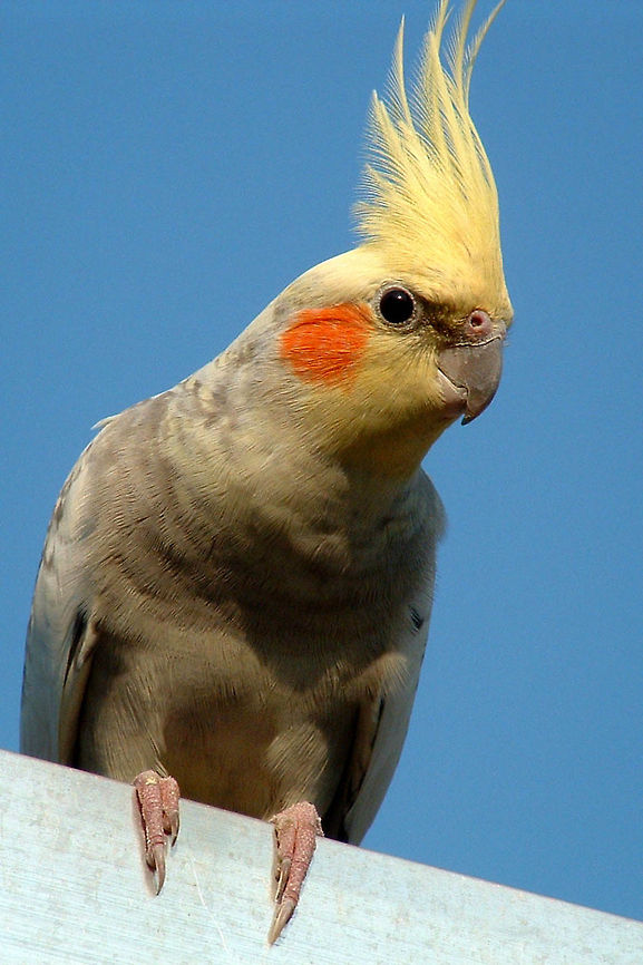 Lost bird This bird was lost, and I found it in the back garden , sadly I couldn't catch him. Cockatiel,Nymphicus hollandicus