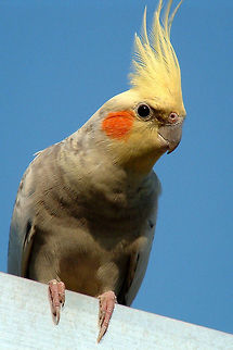 Lost bird This bird was lost, and I found it in the back garden , sadly I couldn't catch him. Cockatiel,Nymphicus hollandicus