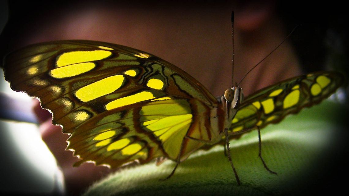 on my shoulder &lt;Digimax S700 / Kenox S700 / Digimax Cyber 730&gt; Insects,Malachite,Siproeta stelenes,butterflies