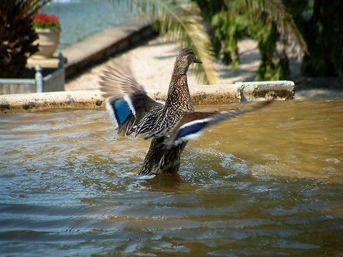 castle gardens in Arcen, Limburg  Anas platyrhynchos,Ducks,Mallard