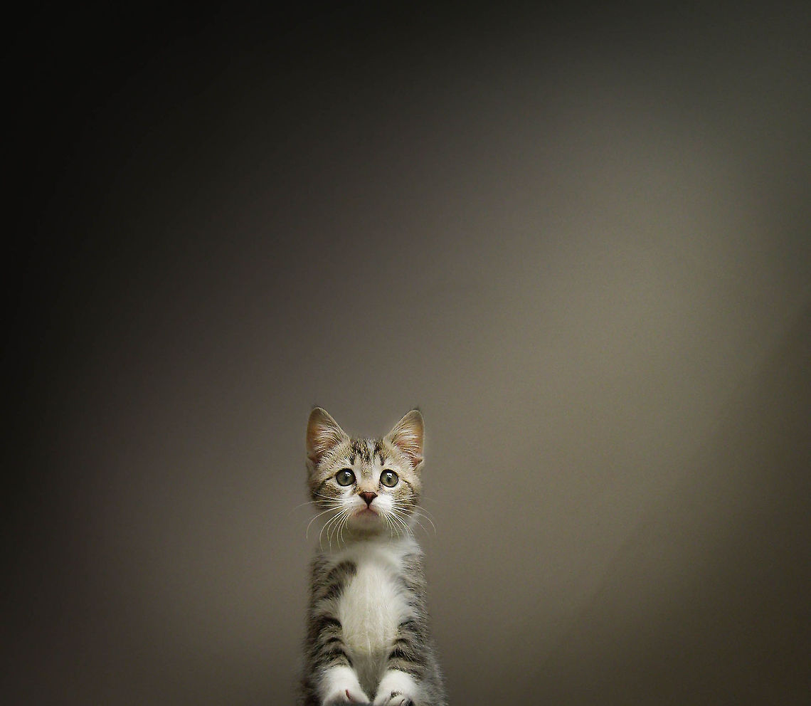 staring at the camera i shot this picture from very low.<br />
the background is the ceiling in the living room.<br />
 Domestic cat,Felis catus...hieroglyph snipped...