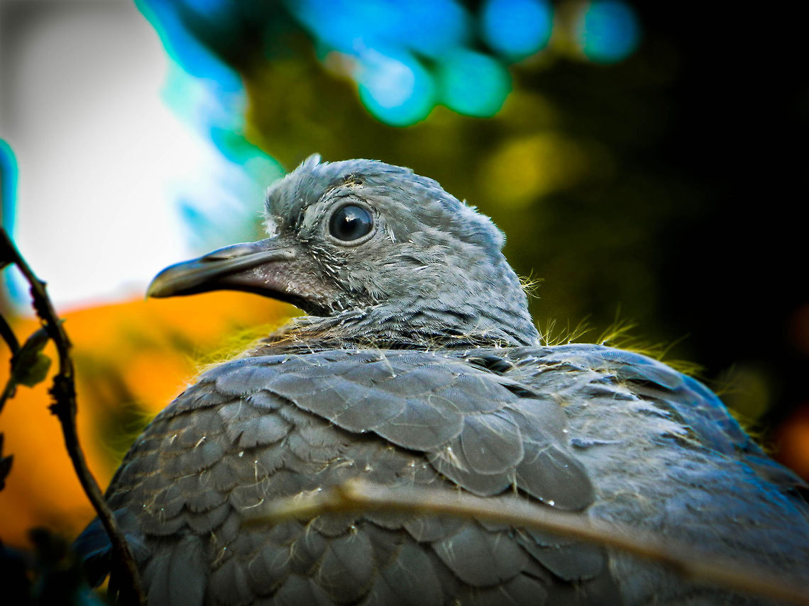 dove in the garden litle bit experimenting with the macro setting<br />
Nikon coolpix L120.<br />
 pigeon