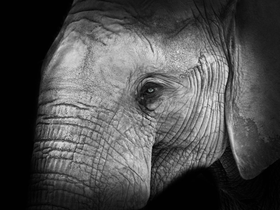 counting the wrinkles I shoot this one in a big zoo in Dusseldorf Germany.<br />
playing with contrast in photoshop. African Bush Elephant,Loxodonta africana