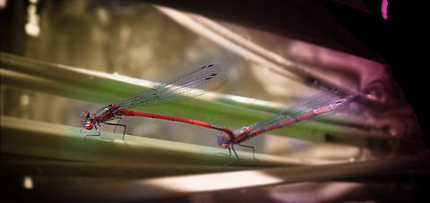 love couple This picture I took in a Yuka plant in our garden. Broad-bodied Chaser,Insects,Large Red Damselfly,Libellula depressa,Pyrrhosoma nymphula