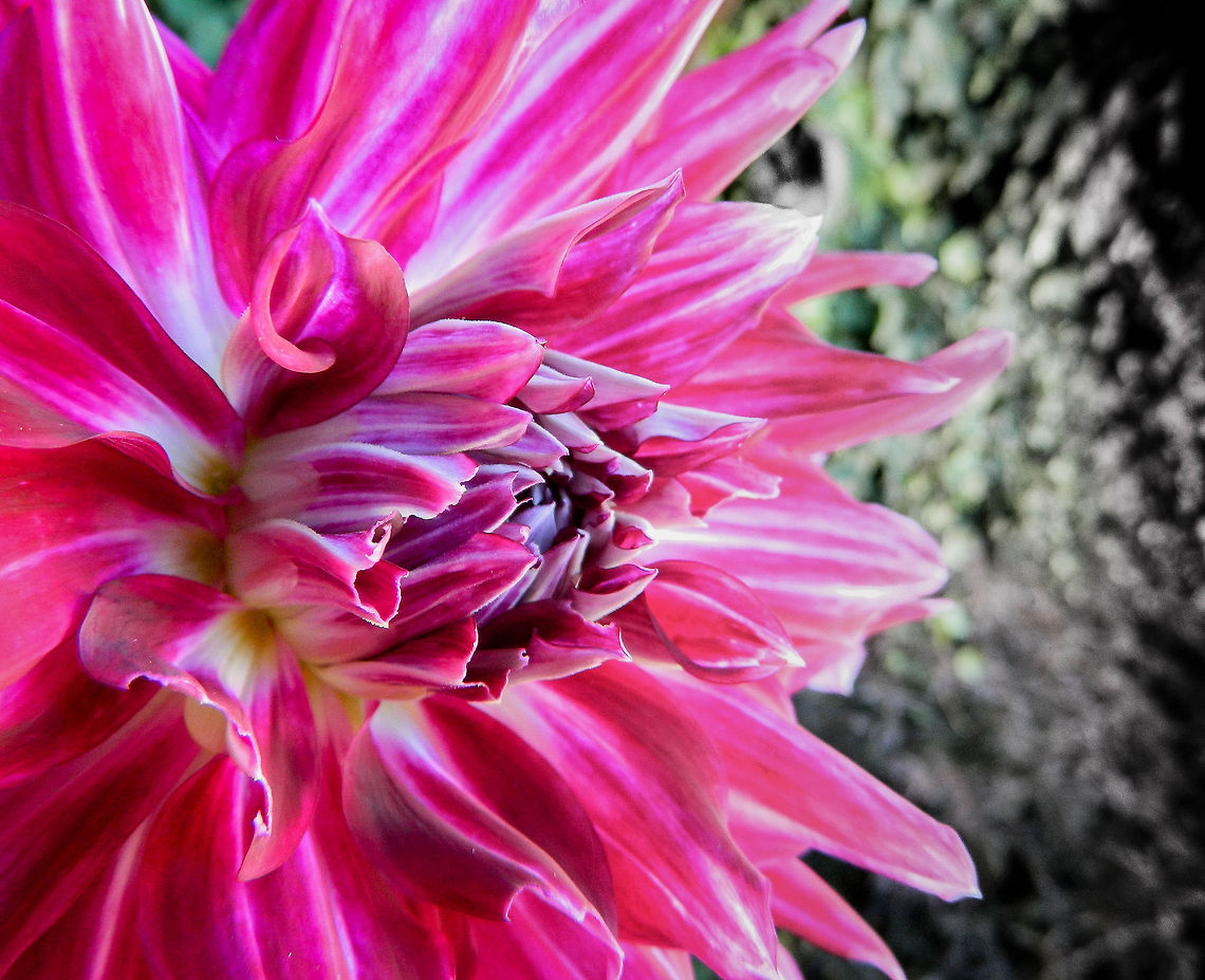 Dahlia Bristol Stripe giant flower extra large These plants van be planted in THE spring, Theo flower in the summer.<br />
Complete flowering will take place in the second growing season.<br />
it's big and beautiful.<br />
macro shot. Dahlia x hortensis Guillaumin,flower,garden,purple
