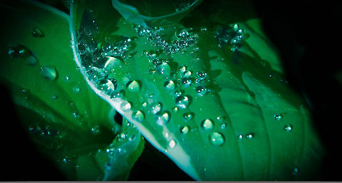 Pearls/ diamonds of water  Asparagaceae,Water,drops,hosta