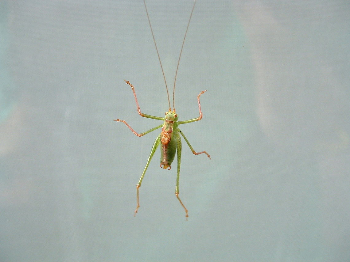 Grasshopper on my window  Insects