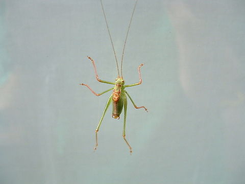 Grasshopper on my window  Insects