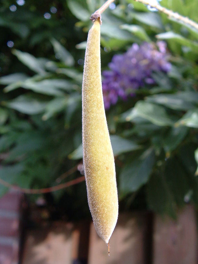 Wisteria bean  Chinese Wisteria,Wisteria sinensis