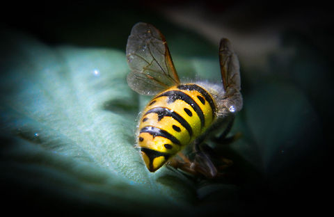 big wasp  German wasp,Vespula germanica