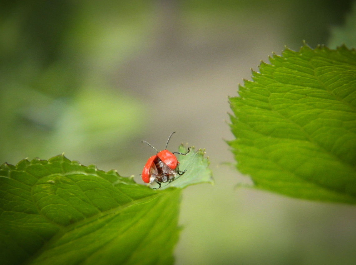 ready for take off photo shoot in Nature park the big Peel.<br />
Near Neder Weert. Chrysomelidae,Criocerinae,Lilioceris,Lilioceris lilii,Lily leaf beetle,Scarlet lily beetle