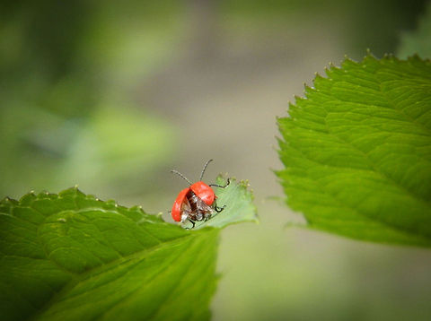 ready for take off photo shoot in Nature park the big Peel.
Near Neder Weert. Chrysomelidae,Criocerinae,Lilioceris,Lilioceris lilii,Lily leaf beetle,Scarlet lily beetle
