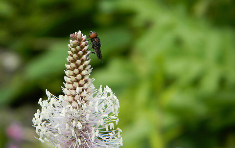 Flower with Fly photo shoot with my Nikon coolpix L120 in macro setting and zoom flower,insect