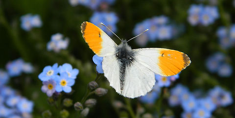 Butterfly in Nature park the Big Peel  Anthocharis cardamines,orange tip