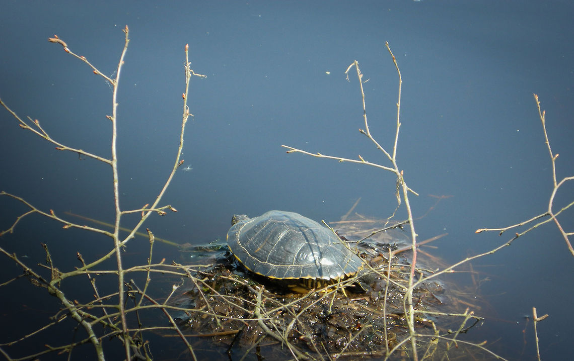 Relaxing in the sun The Turtle is about 40 cm big.<br />
It was enjoying the sunn in Nature park de groote Peel. Emys orbicularis,European pond turtle