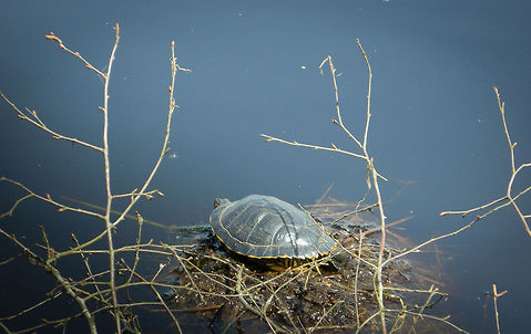Relaxing in the sun The Turtle is about 40 cm big.
It was enjoying the sunn in Nature park de groote Peel. Emys orbicularis,European pond turtle