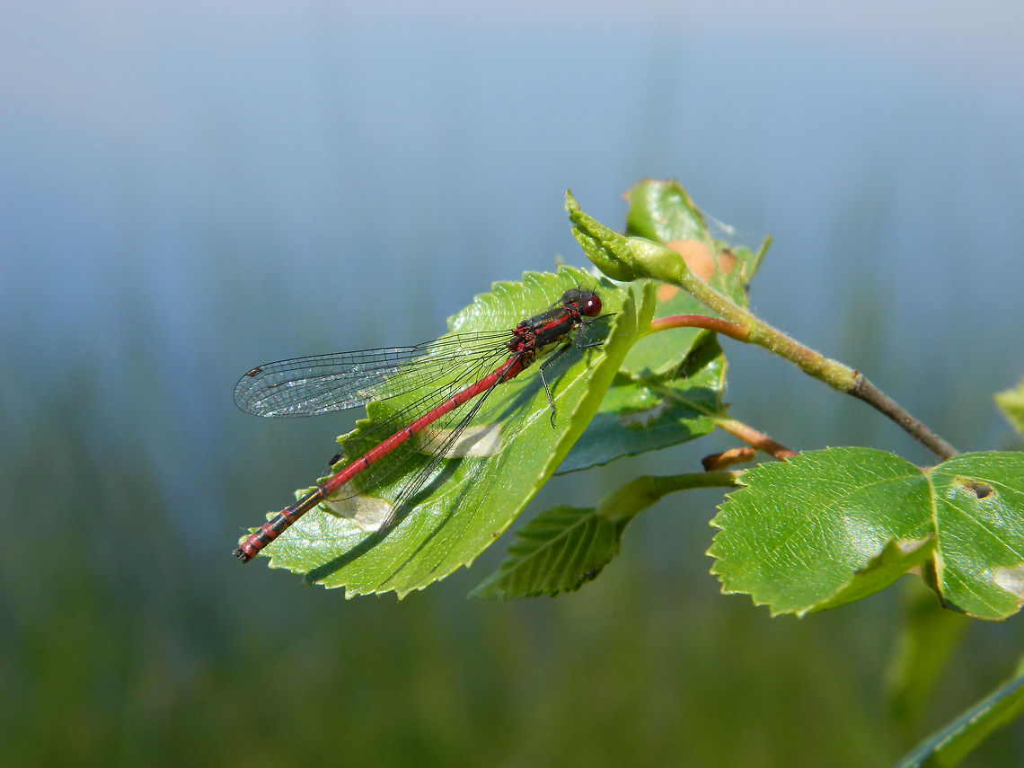 Lady in Red shoot also in the Big Peel Large Red Damselfly,Pyrrhosoma nymphula
