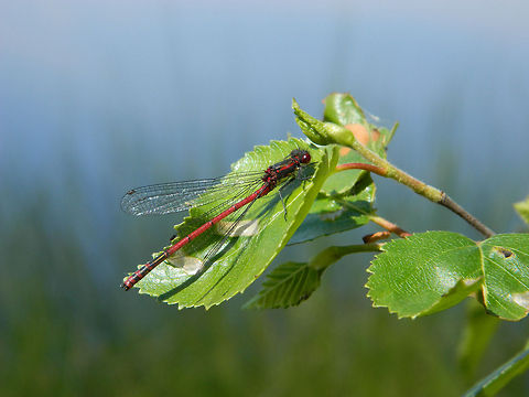 Lady in Red shoot also in the Big Peel Large Red Damselfly,Pyrrhosoma nymphula