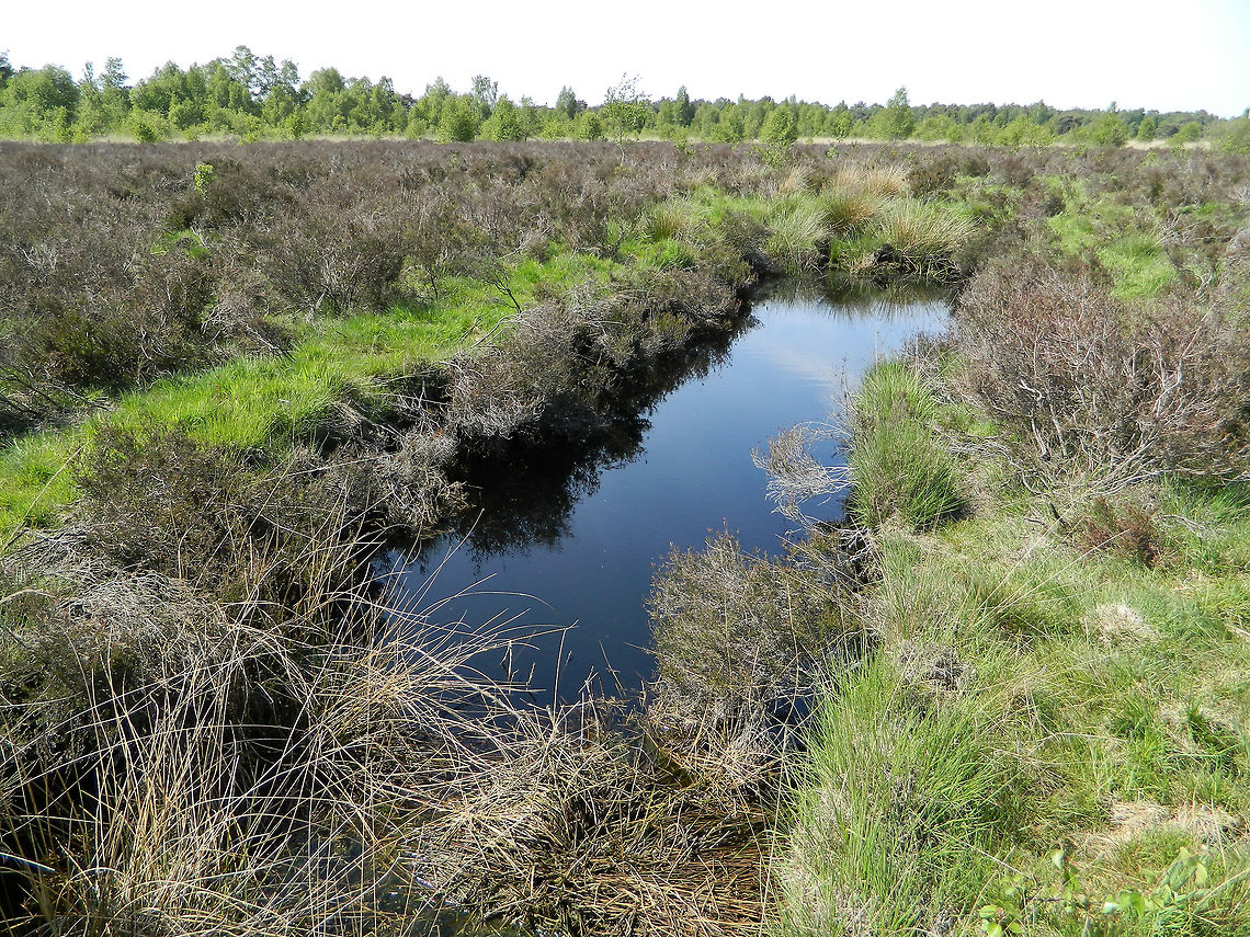 National park de Groote Peel  the netherlands