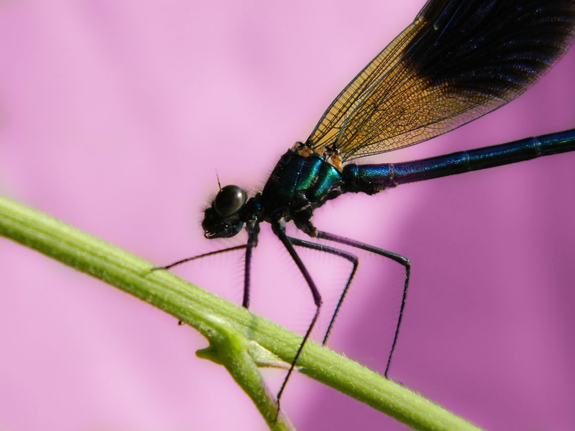 mosaic wings Landed in my back garden, it looks me right in the eyes.<br />
beautifull wings by the way Calopteryx syriaca,Syrian Demoiselle