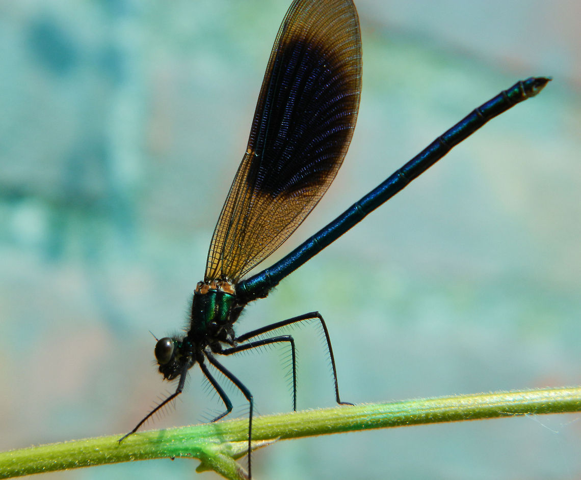 elegance  Banded Demoiselle,Calopteryx splendens,damselfly