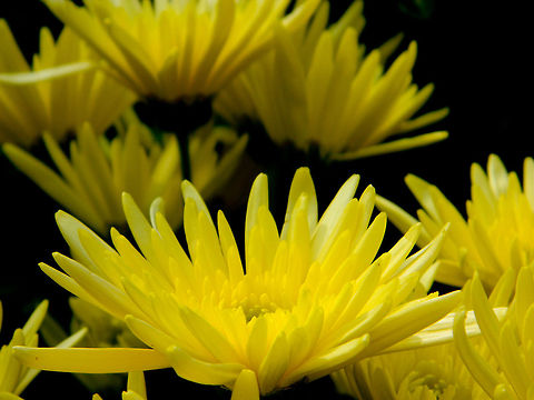 Black and yellow  Chrysanthemum morifolium