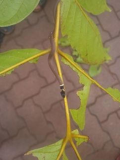 Dum&eacute;ril's black-headed snake  Sibynophis subpunctatus